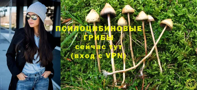 Псилоцибиновые грибы Psilocybine cubensis  Унеча 